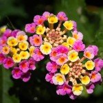 4 Lantana Plants Live, Lantana Live Plants for Planting Outdoors, 4 to 8 Inch Tall Trailing Lantana Plants, Well Rooted, Ready to Plant, Lantana Perennial Plants, Pink