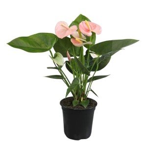 Pink Anthurium Live Plant (Approx. 13-16" Tall), Real Flowers/Unique House Plants in 4" Nursery Pot, Floral Office Plants, Air Purifying Plants & Cool Gifts for Plant Lovers by Plants for Pets