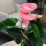 Pink Anthurium Live Plant (Approx. 13-16" Tall), Real Flowers/Unique House Plants in 4" Nursery Pot, Floral Office Plants, Air Purifying Plants & Cool Gifts for Plant Lovers by Plants for Pets