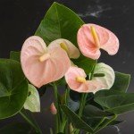 Pink Anthurium Live Plant (Approx. 13-16" Tall), Real Flowers/Unique House Plants in 4" Nursery Pot, Floral Office Plants, Air Purifying Plants & Cool Gifts for Plant Lovers by Plants for Pets