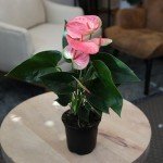 Pink Anthurium Live Plant (Approx. 13-16" Tall), Real Flowers/Unique House Plants in 4" Nursery Pot, Floral Office Plants, Air Purifying Plants & Cool Gifts for Plant Lovers by Plants for Pets