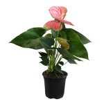 Pink Anthurium Live Plant (Approx. 13-16" Tall), Real Flowers/Unique House Plants in 4" Nursery Pot, Floral Office Plants, Air Purifying Plants & Cool Gifts for Plant Lovers by Plants for Pets