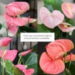 Pink Anthurium Live Plant (Approx. 13-16" Tall), Real Flowers/Unique House Plants in 4" Nursery Pot, Floral Office Plants, Air Purifying Plants & Cool Gifts for Plant Lovers by Plants for Pets