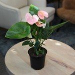 Pink Anthurium Live Plant (Approx. 13-16" Tall), Real Flowers/Unique House Plants in 4" Nursery Pot, Floral Office Plants, Air Purifying Plants & Cool Gifts for Plant Lovers by Plants for Pets