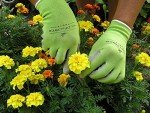 WILDFLOWER Tools Gardening Gloves for Women and Men - (2 Pairs - Large) Nitrile Coating for Protection