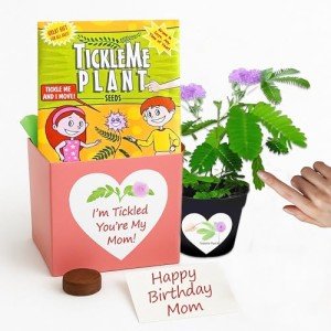 Mother's Day/Birthday TickleMe Plant Gift Box Set - to Grow The Plant That Closes its Leaves When You Tickle it or Blow it a Kiss! It Even Grows Pink Flowers! I'm Tickled You're My Mom!
