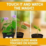Mother's Day/Birthday TickleMe Plant Gift Box Set - to Grow The Plant That Closes its Leaves When You Tickle it or Blow it a Kiss! It Even Grows Pink Flowers! I'm Tickled You're My Mom!