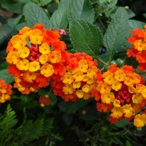 2 Lantana Live Plants for Planting Outdoors, Trailing Lantana Plants, 6 to 8 Inch Tall, Full Roots - Orange