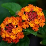 2 Lantana Live Plants for Planting Outdoors, Trailing Lantana Plants, 6 to 8 Inch Tall, Full Roots - Orange