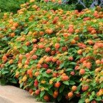 2 Lantana Live Plants for Planting Outdoors, Trailing Lantana Plants, 6 to 8 Inch Tall, Full Roots - Orange