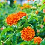 2 Lantana Live Plants for Planting Outdoors, Trailing Lantana Plants, 6 to 8 Inch Tall, Full Roots - Orange