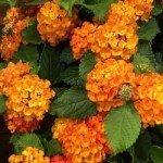 2 Lantana Live Plants for Planting Outdoors, Trailing Lantana Plants, 6 to 8 Inch Tall, Full Roots - Orange