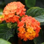 2 Lantana Live Plants for Planting Outdoors, Trailing Lantana Plants, 6 to 8 Inch Tall, Full Roots - Orange