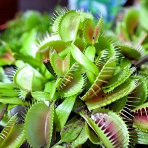 Outsidepride Venus Flytrap Seeds - 10 Pcs Perennial, Unique & Carnivorous, Indoor Plant Seeds for House Plants, Easy to Grow & Low Maintenance, Ideal for Terrariums, Pots, & Non-Winter Hardy Zones