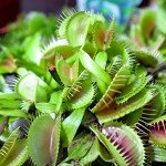 Outsidepride Venus Flytrap Seeds - 10 Pcs Perennial, Unique & Carnivorous, Indoor Plant Seeds for House Plants, Easy to Grow & Low Maintenance, Ideal for Terrariums, Pots, & Non-Winter Hardy Zones