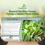 Outsidepride Venus Flytrap Seeds - 10 Pcs Perennial, Unique & Carnivorous, Indoor Plant Seeds for House Plants, Easy to Grow & Low Maintenance, Ideal for Terrariums, Pots, & Non-Winter Hardy Zones