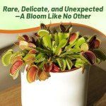 Outsidepride Venus Flytrap Seeds - 10 Pcs Perennial, Unique & Carnivorous, Indoor Plant Seeds for House Plants, Easy to Grow & Low Maintenance, Ideal for Terrariums, Pots, & Non-Winter Hardy Zones