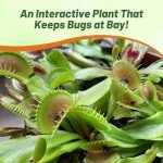 Outsidepride Venus Flytrap Seeds - 10 Pcs Perennial, Unique & Carnivorous, Indoor Plant Seeds for House Plants, Easy to Grow & Low Maintenance, Ideal for Terrariums, Pots, & Non-Winter Hardy Zones