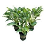 Live Hosta 'Yellow Polka Dot Bikini' (3 Plants Per Pack), Flowering Shade Perennial Plant, 10" Tall by 6" Wide in 1 Quart Pot