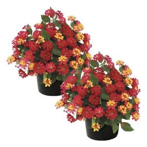 Live Flowering Lantana - Shades of Red (2 Plants Per Pack), Healthy Blooming Pollinator, 8" Tall by 5" Wide in 1 Qt Pot