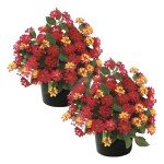 Live Flowering Lantana - Shades of Red (2 Plants Per Pack), Healthy Blooming Pollinator, 8" Tall by 5" Wide in 1 Qt Pot