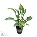 Live Hosta 'Yellow Polka Dot Bikini' (3 Plants Per Pack), Flowering Shade Perennial Plant, 10" Tall by 6" Wide in 1 Quart Pot