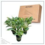 Live Hosta 'Yellow Polka Dot Bikini' (3 Plants Per Pack), Flowering Shade Perennial Plant, 10" Tall by 6" Wide in 1 Quart Pot