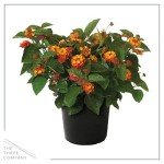 Live Flowering Lantana - Shades of Red (2 Plants Per Pack), Healthy Blooming Pollinator, 8" Tall by 5" Wide in 1 Qt Pot
