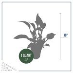 Live Hosta 'Yellow Polka Dot Bikini' (3 Plants Per Pack), Flowering Shade Perennial Plant, 10" Tall by 6" Wide in 1 Quart Pot