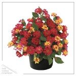 Live Flowering Lantana - Shades of Red (2 Plants Per Pack), Healthy Blooming Pollinator, 8" Tall by 5" Wide in 1 Qt Pot