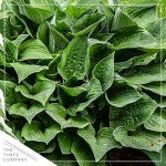 Live Hosta 'Yellow Polka Dot Bikini' (3 Plants Per Pack), Flowering Shade Perennial Plant, 10" Tall by 6" Wide in 1 Quart Pot