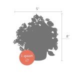 Live Flowering Lantana - Shades of Red (2 Plants Per Pack), Healthy Blooming Pollinator, 8" Tall by 5" Wide in 1 Qt Pot