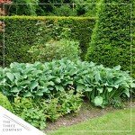 Live Hosta 'Yellow Polka Dot Bikini' (3 Plants Per Pack), Flowering Shade Perennial Plant, 10" Tall by 6" Wide in 1 Quart Pot