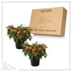 Live Flowering Lantana - Shades of Red (2 Plants Per Pack), Healthy Blooming Pollinator, 8" Tall by 5" Wide in 1 Qt Pot