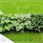 Live Hosta 'Yellow Polka Dot Bikini' (3 Plants Per Pack), Flowering Shade Perennial Plant, 10" Tall by 6" Wide in 1 Quart Pot