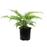 Wood Fern Plants Live Ferns for Outdoors Landscape Edging, Live Fern Plant Live Outdoor Plants, Ferns Live Plants Outdoor Plants Live Plants for Delivery Prime, Real Plants to Grow by Plants for Pets