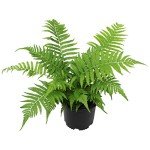 Wood Fern Plants Live Ferns for Outdoors Landscape Edging, Live Fern Plant Live Outdoor Plants, Ferns Live Plants Outdoor Plants Live Plants for Delivery Prime, Real Plants to Grow by Plants for Pets