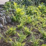 Wood Fern Plants Live Ferns for Outdoors Landscape Edging, Live Fern Plant Live Outdoor Plants, Ferns Live Plants Outdoor Plants Live Plants for Delivery Prime, Real Plants to Grow by Plants for Pets