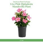 American Plant Exchange Dipladenia Bush, 6-Inch Pot, Continuous Pink Blooms, Easy-to-Care Live Plant for Indoor & Outdoor Use, Flowering Shrub Perfect for Landscapes, Container Gardens & Patios