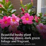 American Plant Exchange Dipladenia Bush, 6-Inch Pot, Continuous Pink Blooms, Easy-to-Care Live Plant for Indoor & Outdoor Use, Flowering Shrub Perfect for Landscapes, Container Gardens & Patios