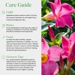 American Plant Exchange Dipladenia Bush, 6-Inch Pot, Continuous Pink Blooms, Easy-to-Care Live Plant for Indoor & Outdoor Use, Flowering Shrub Perfect for Landscapes, Container Gardens & Patios