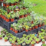 Delxo 50Pcs 6" Reusable Plastic Nursery Pots, Waterproof Planter Pots with Drain Holes, Indoor Seedling Starter Pots for Plants, Gardening, Red