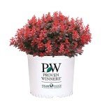 2 Gallon Proven Winner Sunjoy Mini Maroon Barberry Shrub
