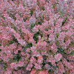 2 Gallon Proven Winner Sunjoy Mini Maroon Barberry Shrub