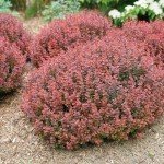 2 Gallon Proven Winner Sunjoy Mini Maroon Barberry Shrub