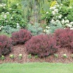 2 Gallon Proven Winner Sunjoy Mini Maroon Barberry Shrub
