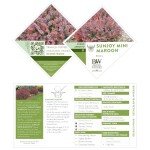 2 Gallon Proven Winner Sunjoy Mini Maroon Barberry Shrub