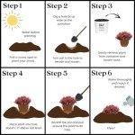 2 Gallon Proven Winner Sunjoy Mini Maroon Barberry Shrub