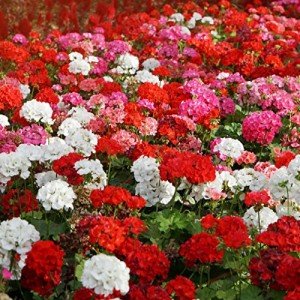 Outsidepride Mix Geranium Seeds for Planting - 100 Pcs Annual, Heat & Drought Tolerant Flower Seeds with Green Foliage & Mix Blooms for Pots, Borders & Lush Summer Garden Displays