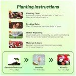 Outsidepride Mix Geranium Seeds for Planting - 100 Pcs Annual, Heat & Drought Tolerant Flower Seeds with Green Foliage & Mix Blooms for Pots, Borders & Lush Summer Garden Displays
